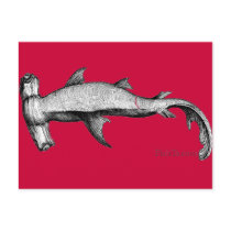 From the Sharks Collection
