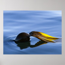 Frondes d'or - affiche