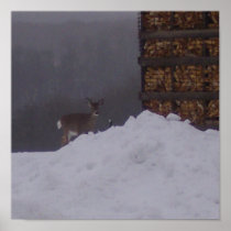 Front View-Deer At The Farm-Poster