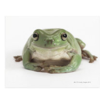 Front View Studio shot of a Smiling, Whites Tree Post Card