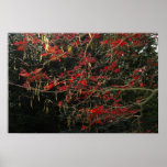 Frost Damaged Japanese Maple Posters