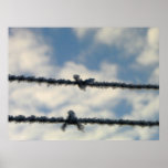 Frost on Barbed Wire Poster