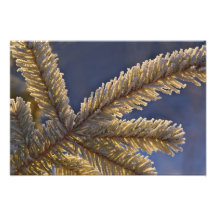 Frost sur l'arbre à feuillage persistant, Homer, A Photographies
