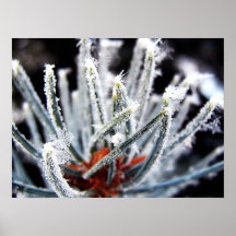 Frosted Pine Poster