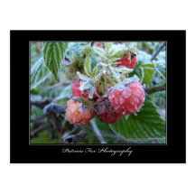 Frosted Raspberries - Postcard