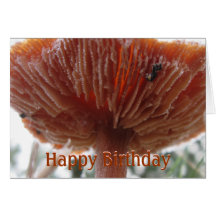 Frosted Shroom, Happy Birthday Cards
