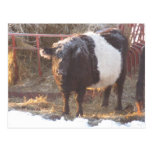 Frosty Belted Galloway Cow Post Card