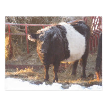 Frosty Belted Galloway Cow Post Card