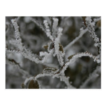 Frosty Miracles Post Cards