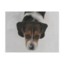 Frosty Nose Post Card