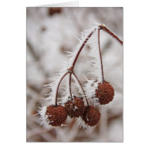 Frosty Plant Greeting Cards