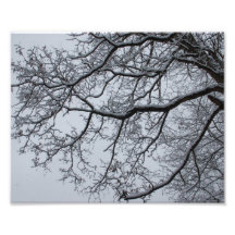 Frosty Tree Branches Photo