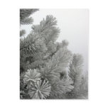 Frosty Tree Postcard