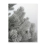 Frosty Tree Postcard