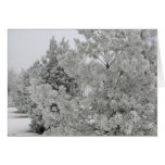Frosty Trees Card