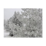 Frosty Trees Postcard
