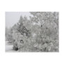 Frosty Trees Postcard