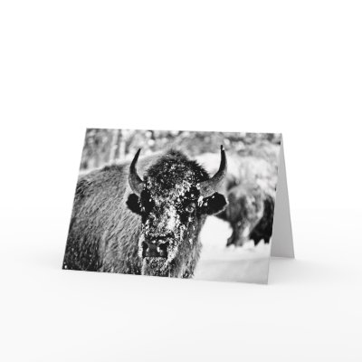 Frosty Yellowstone Bison Cards by buffaloflats