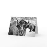 Frosty Yellowstone Bison Cards