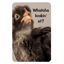 Frowning Baby Chicken with Black Feathers Vinyl Magnet