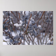 Frozen Berries Posters