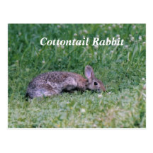 Frozen Cotton, Cottontail Rabbit Postcards