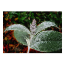 Frozen flower bud ~ ATC Business Cards