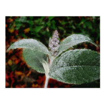 Frozen flower bud ~ postcard
