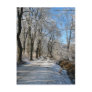 frozen forest trail post card