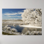 Frozen Pond and Hoar Frost on Willow Tree,