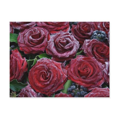 frozen roses post card by EManglFlowers