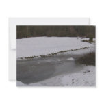 Frozen stream in New Forest Custom Invites