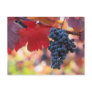 Fruit and Food Postcard 72