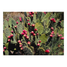 Fruited prickly pear cactus, Sonoran Desert Custom Invites