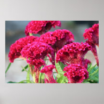Fuchsia Flowers Poster
