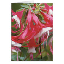 Fuchsia 'John Bartlett' Greeting Card