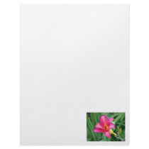 Fuchsia lily beautiful pink purple flower photo
