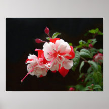 Fuchsia Print