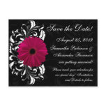 Fuchsia Scroll Gerbera Daisy w/Black and White postcards