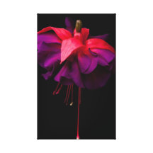 Fuchsia Stretched Canvas Print