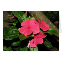 Fucshia Flowers Customizable Card