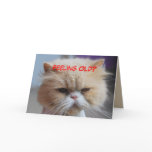 Fuggeddaboudit Persian Cat Humour Card