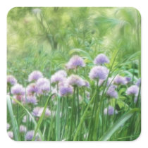 Full Bloom - Chive Flowers