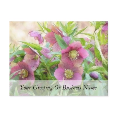Full Bloom - Hellebores! Post Cards by Pretty_World