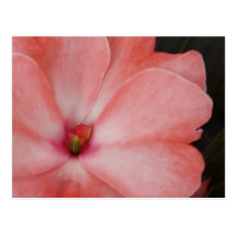 Full Bloom Postcard
