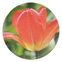 Full Bloomed Tulip Plates