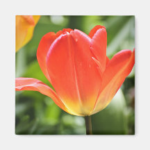 Full Bloomed Tulip Refrigerator Magnets
