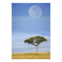 Full moon above acacia trees, Masai Mara, Photo Art
