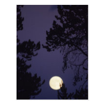 Full Moon Postcard
