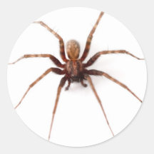 Fun Awesome SPIDER STICKERS